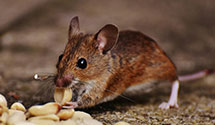 24 Hour & Emergency Exterminators in Glen Burnie, MD